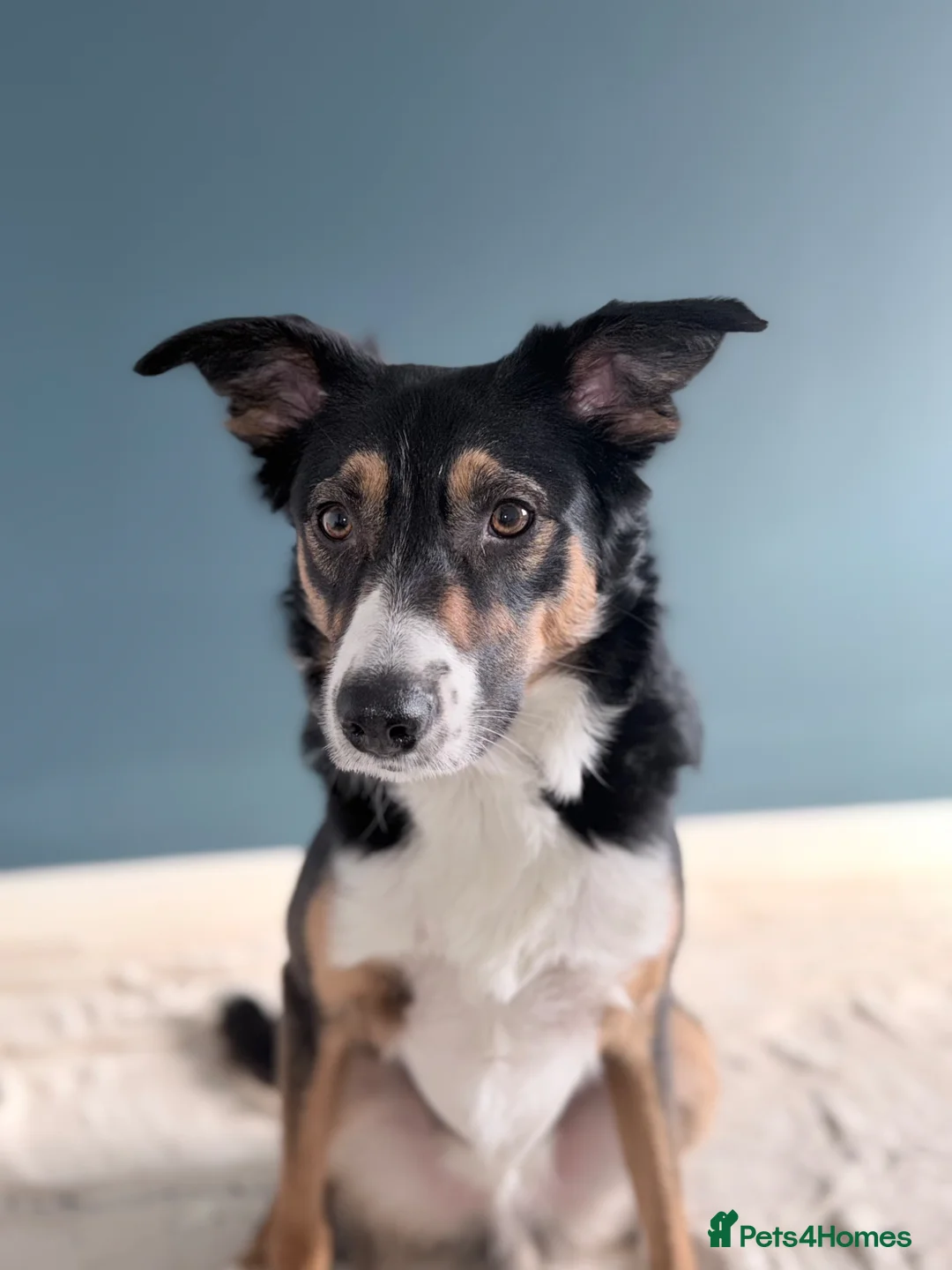 Border Collie dogs for stud: Tri border collie stud - Advert 2