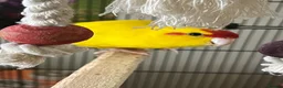 Parakeets birds for sale: Lovely yellow Kakariki  - Advert 2