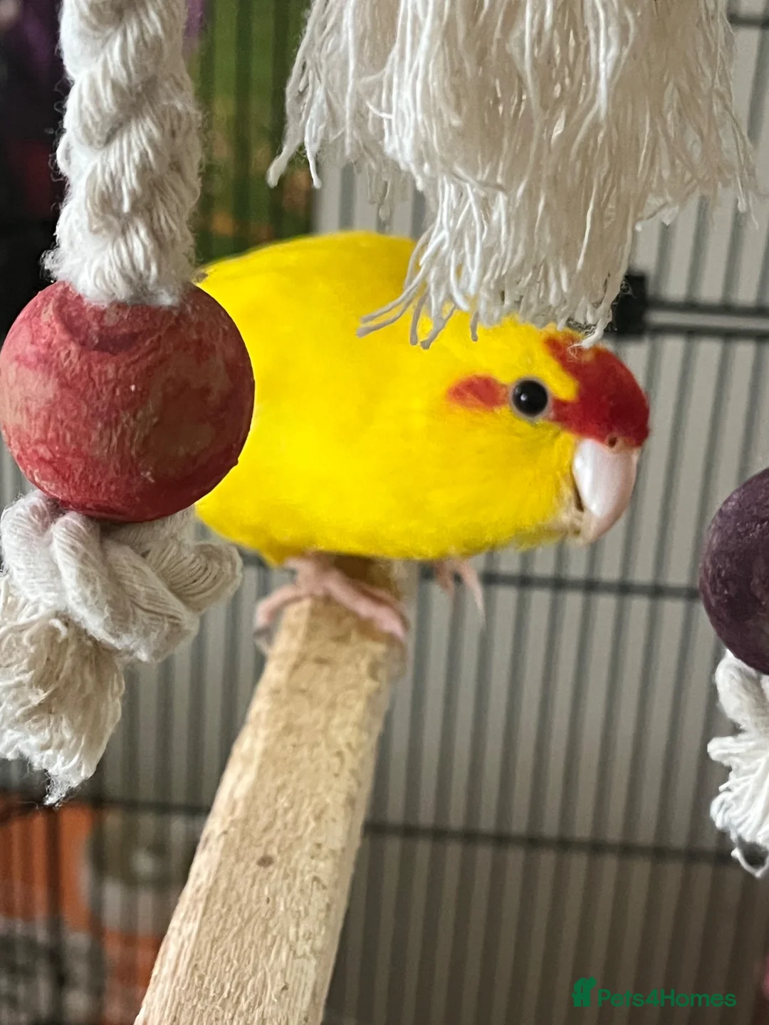 Parakeets birds for sale: Lovely yellow Kakariki  - Advert 2