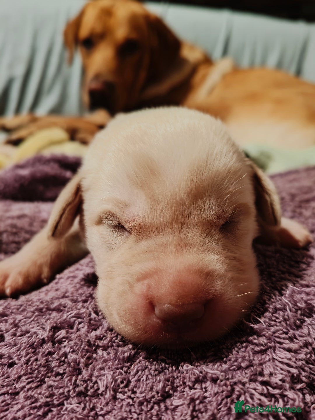 Labrador Retriever dogs for sale: Quality KC reg labs (Rare blue eyes!) - Advert 18