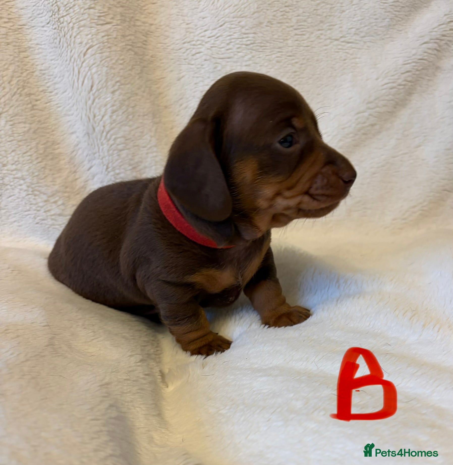 Miniature Dachshund dogs Miniature dachshund  - Advert 2