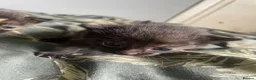 Mixed Breed cats for sale: Kittens - Advert 7