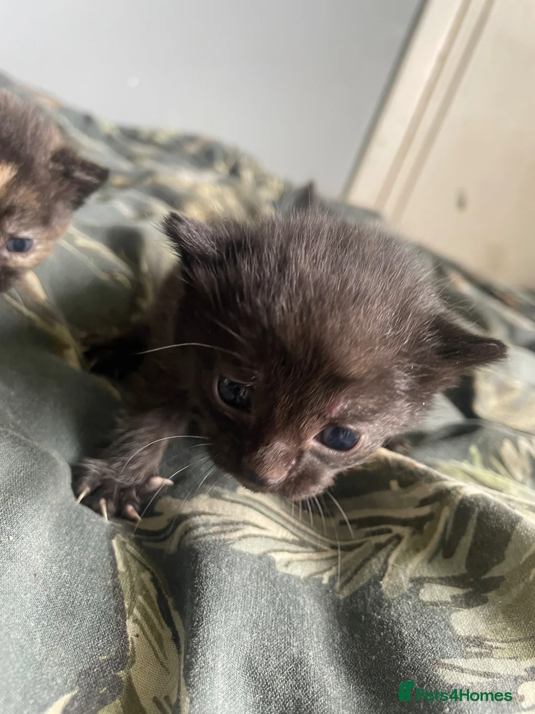 Mixed Breed cats for sale: Kittens - Advert 7