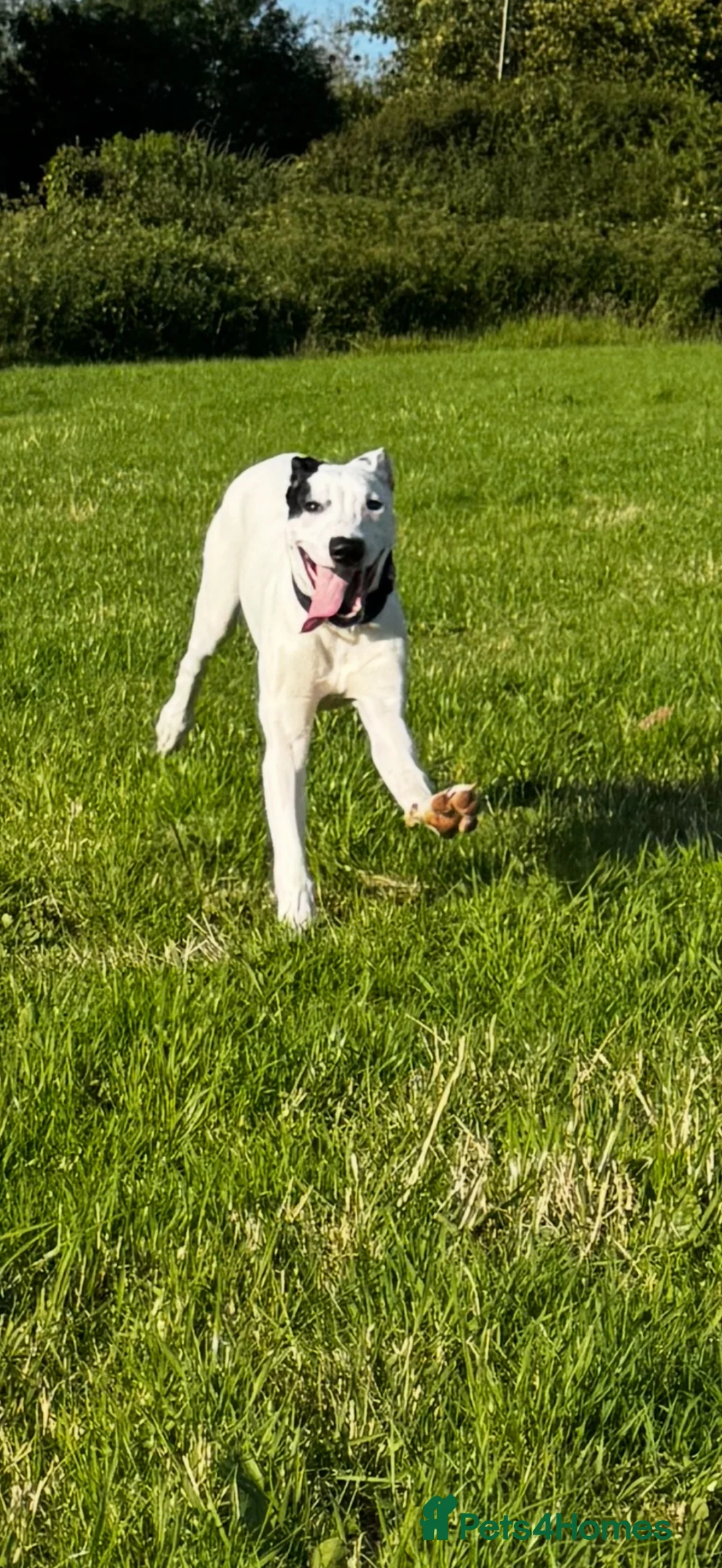 Lurcher dogs for sale: Bull greyhound pups - Advert 2