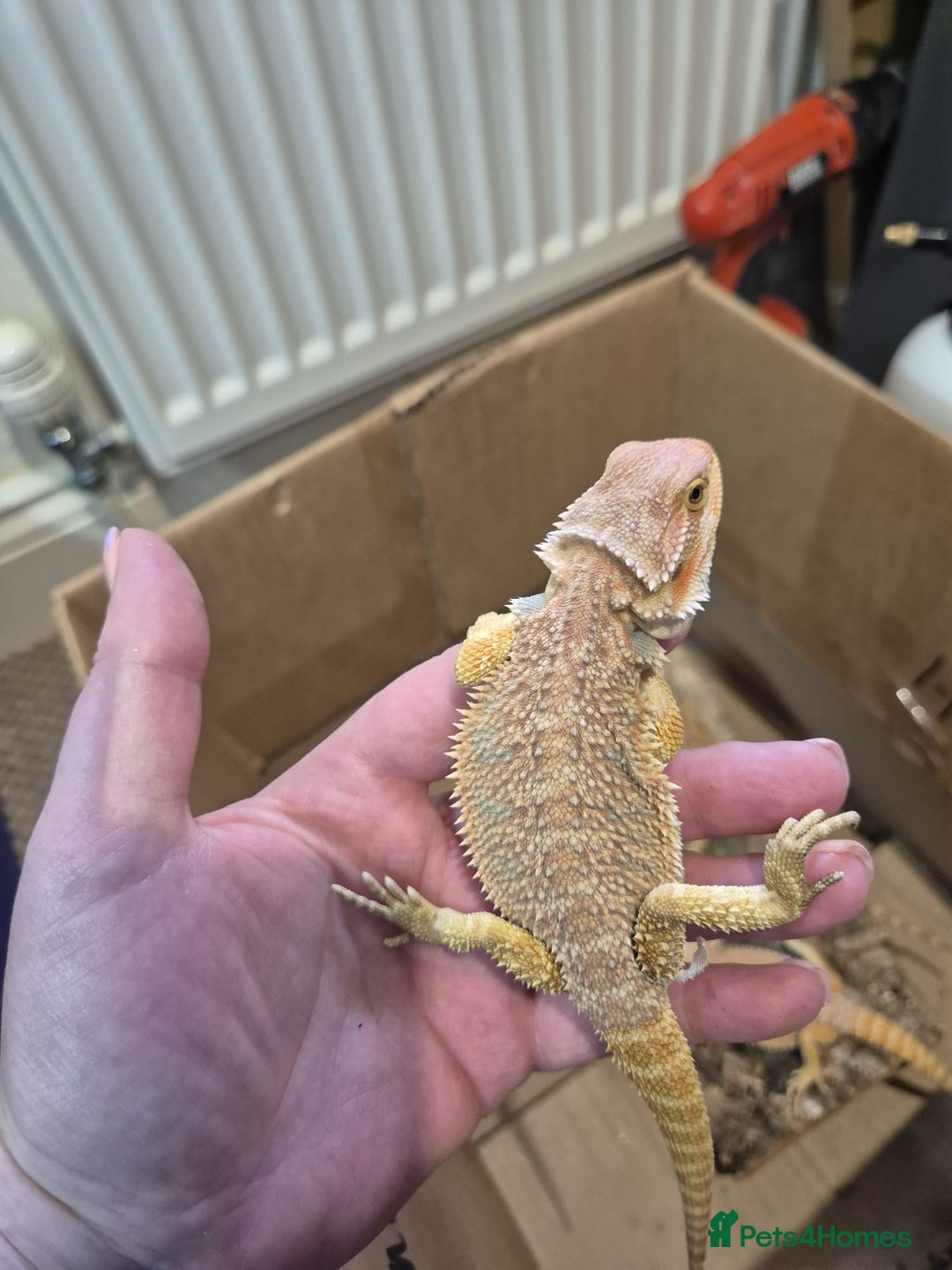 Bearded Dragon reptiles for sale: 🔥🔥🔥 BABY BEARDED DRAGONS 🔥🔥🔥 4 LEFT 🔥🔥 - Image 33