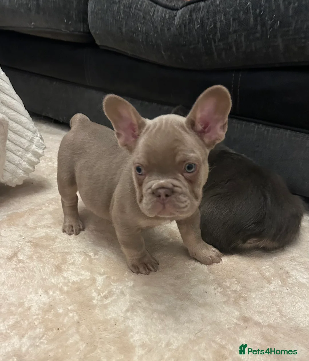 French Bulldog dogs for sale: Kc registered french bulldog puppies  - Advert 4