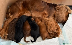 Cockapoo dogs for sale: ✨ F1 Toy Cockapoo Puppies – Ready 28th August ✨ - Image 3