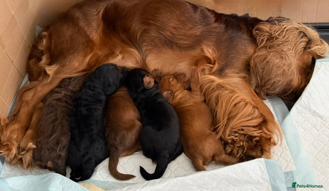 Cockapoo dogs for sale: ✨ F1 Toy Cockapoo Puppies – Ready 28th August ✨ - Image 3