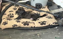 Cocker Spaniel dogs for sale: cockerspaniels  - Image 11