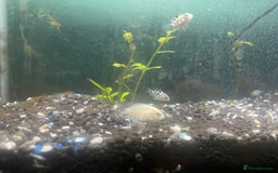 Other/Mixed Breed fish for sale: Polar ice parrots  - Image 3