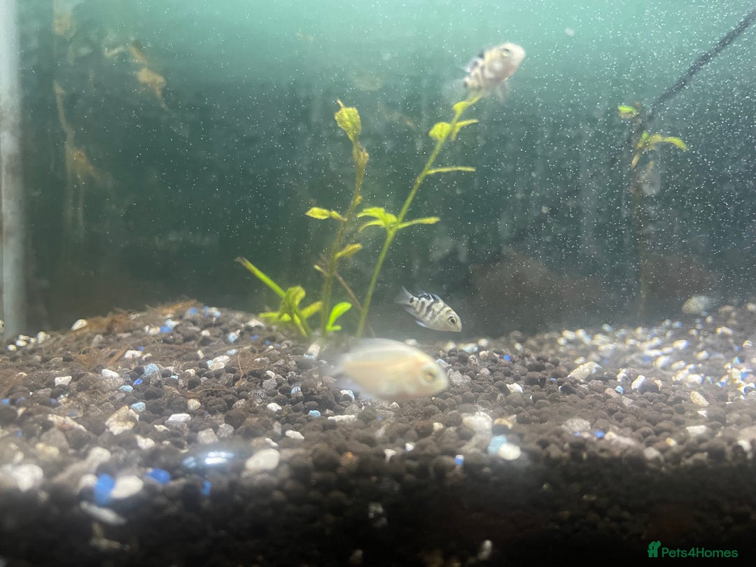 Other/Mixed Breed fish for sale: Polar ice parrots  - Image 3