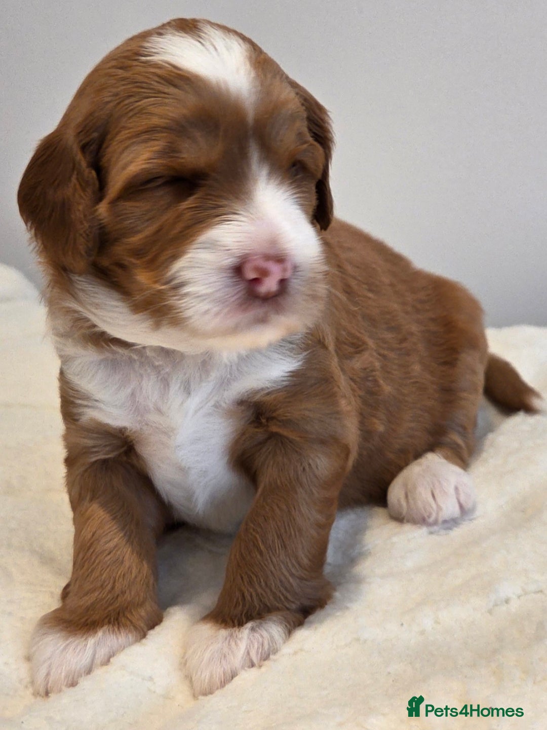 Australian Labradoodle dogs for sale: Australian Labradoodle Puppies  - Image 2