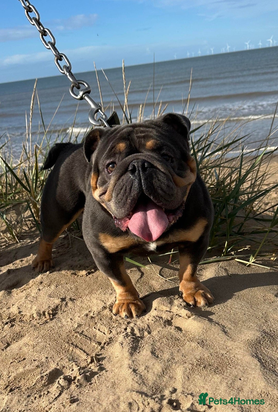 English Bulldog dogs English bulldog stud British bulldog  in Birkenhead - Advert 19