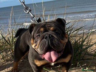English Bulldog dogs in Birkenhead - Advert 2