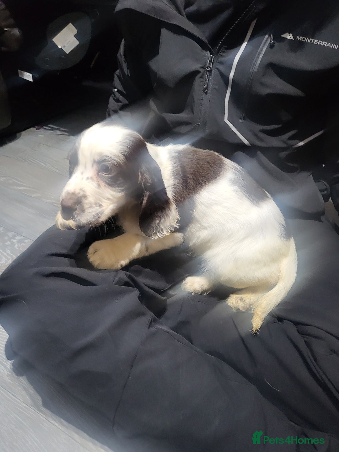 Cocker Spaniel dogs for sale: Cocker spaniel puppies  - Image 10