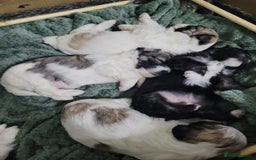 Mixed Breed dogs for sale: 🐶 Adorable La-Chon Puppies-Ready 1st December 🐶 - Image 24