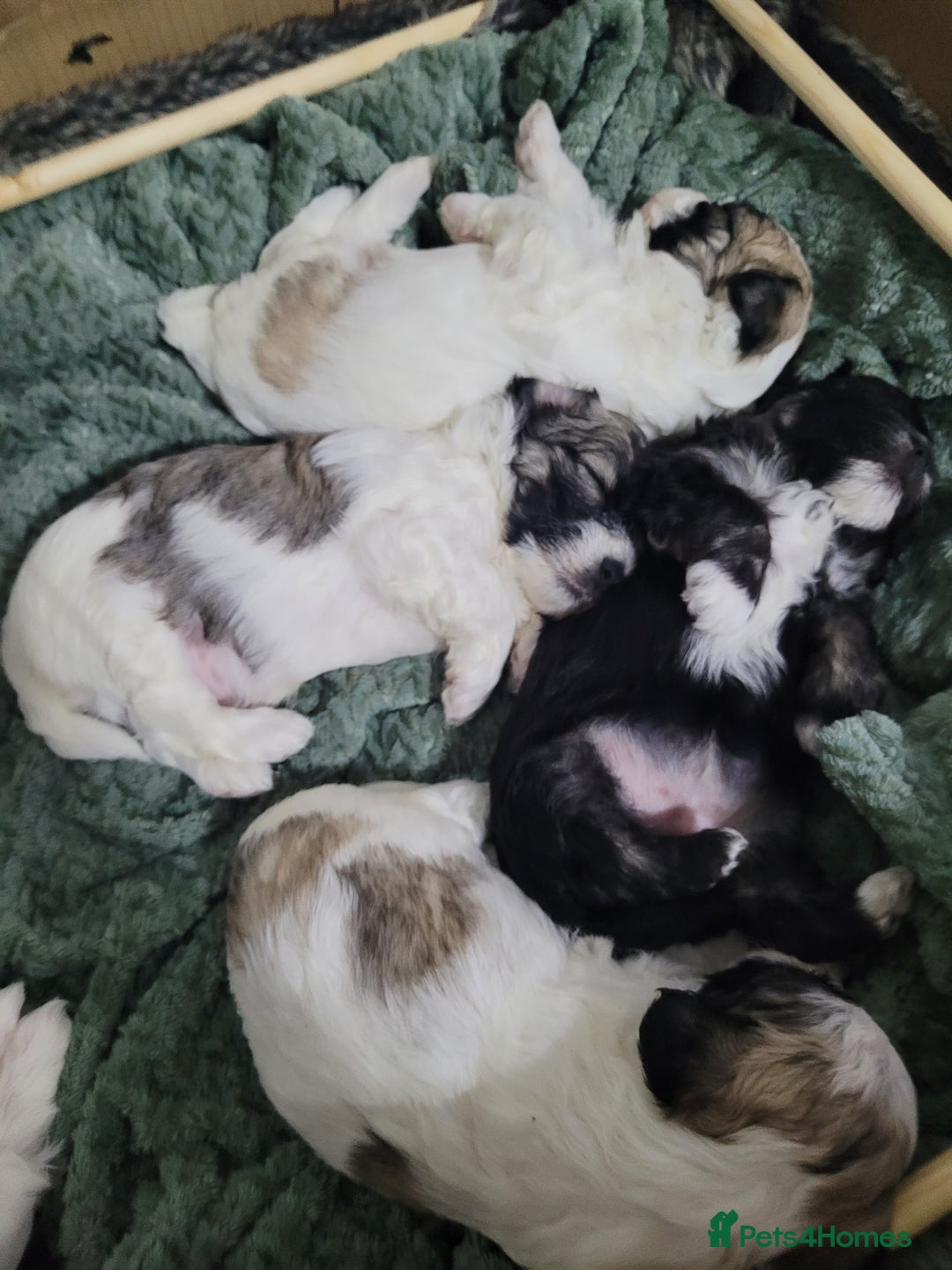 Mixed Breed dogs for sale: 🐶 Adorable La-Chon Puppies-Ready 1st December 🐶 - Image 24