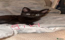 Mixed Breed cats for sale: Mixed breed kittens  - Image 2