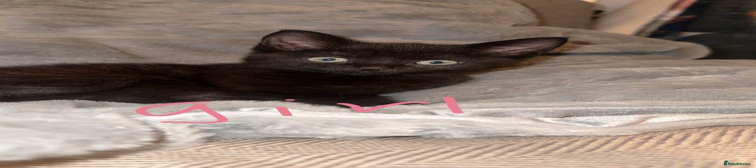 Mixed Breed Kitten 3