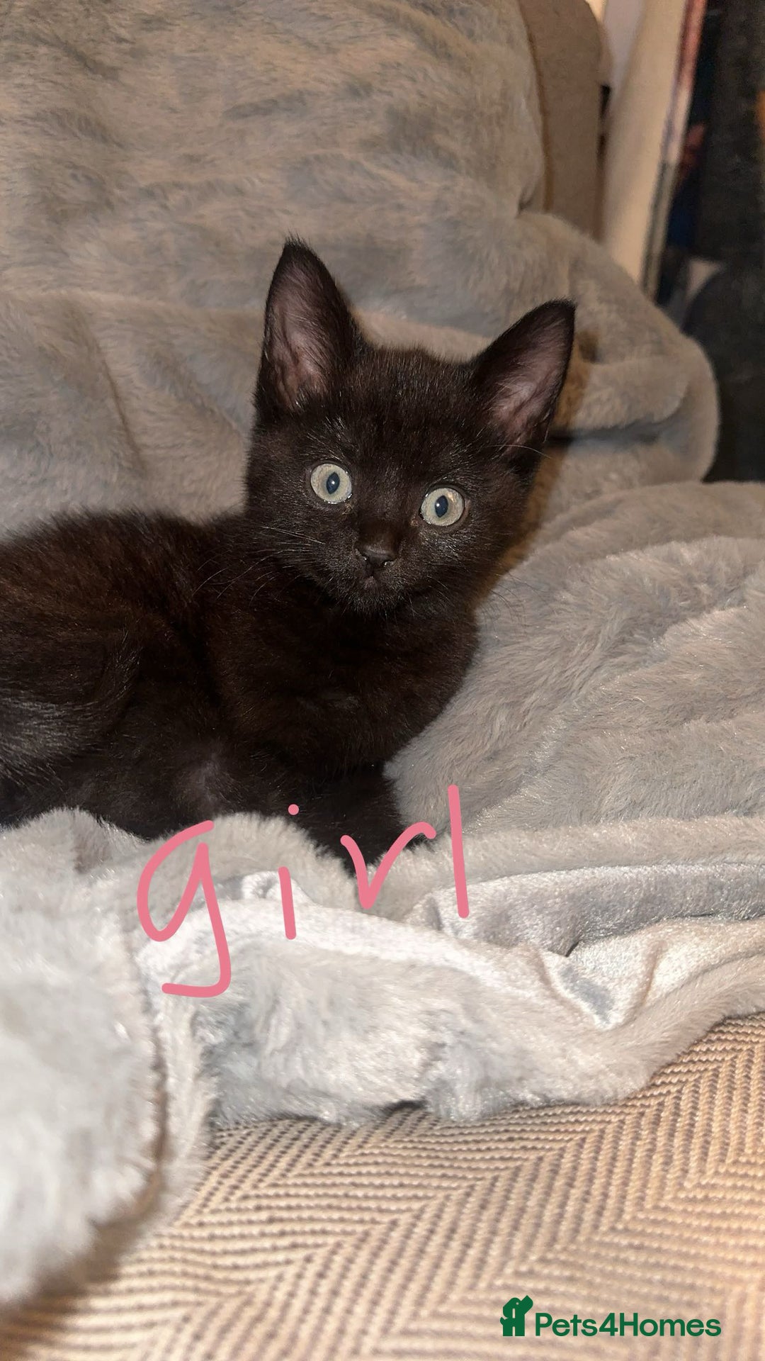 Mixed Breed cats for sale: Mixed breed kittens  - Image 2