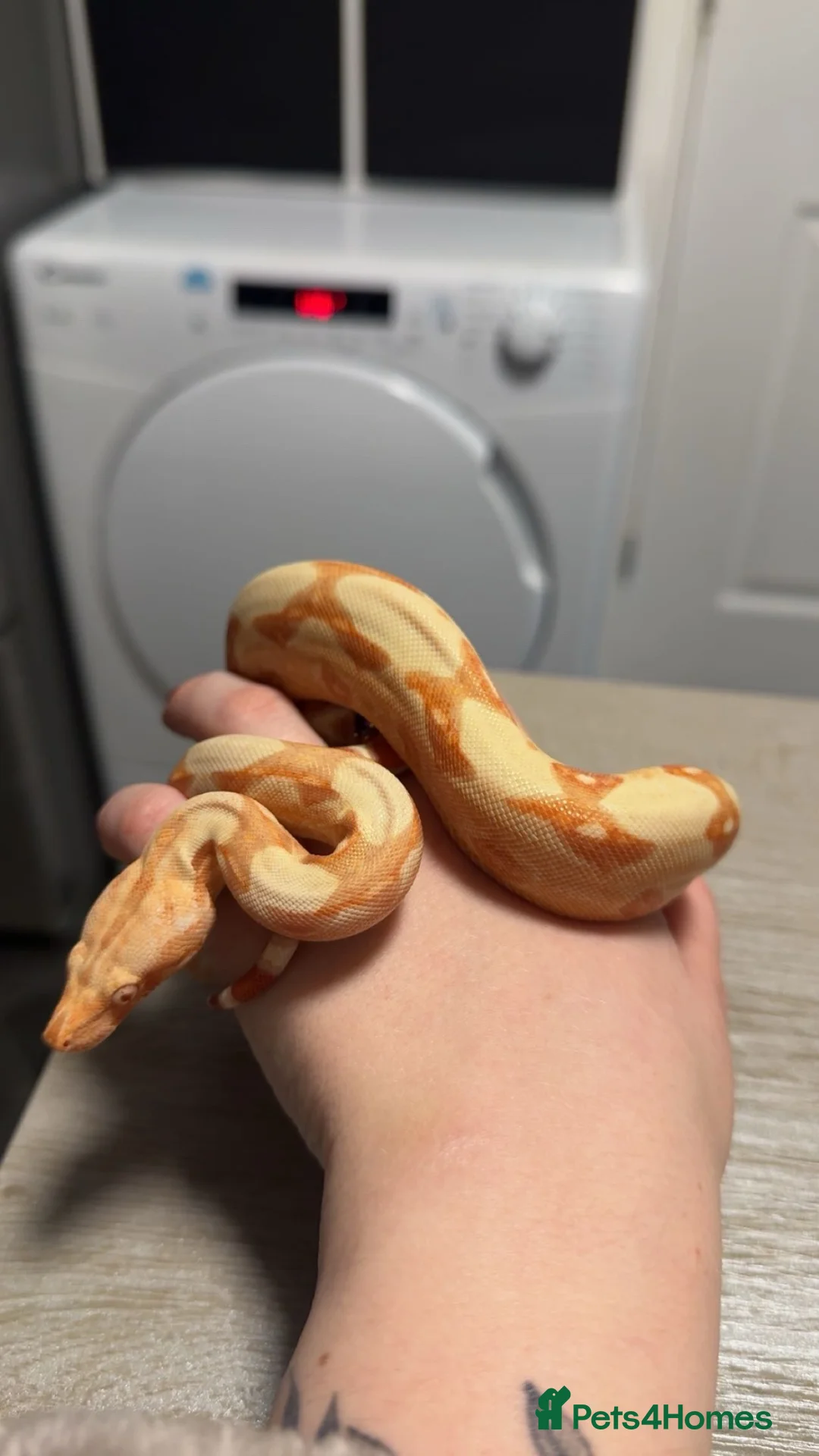 Boa Snake reptiles for sale: Sunglow boa constrictor  - Advert 1