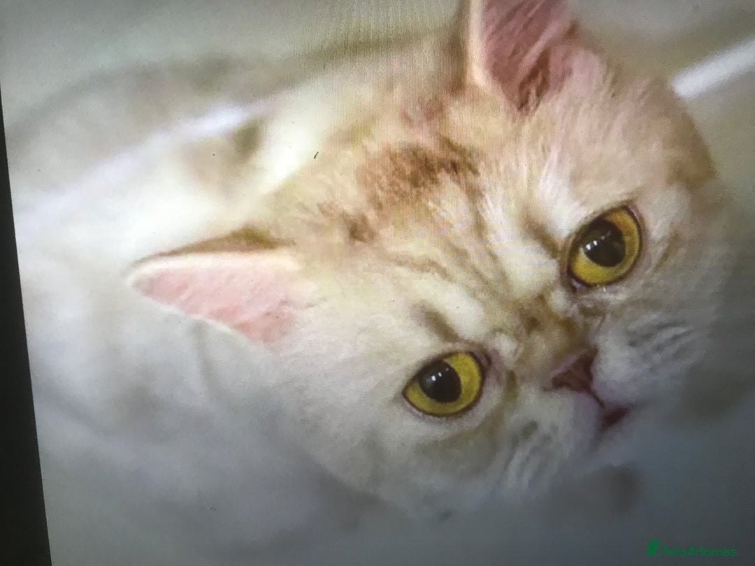 Mixed Breed cats for adoption: COCO -MEDIUM FUR PERSIAN MIX EXOTIC GIRL ?? - Advert 4