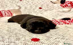 Dachshund dogs for sale: Miniature Smooth Haired Dachshund - Advert 3