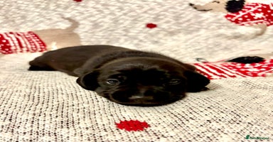 Dachshund dogs Miniature Smooth Haired Dachshund - Advert 7