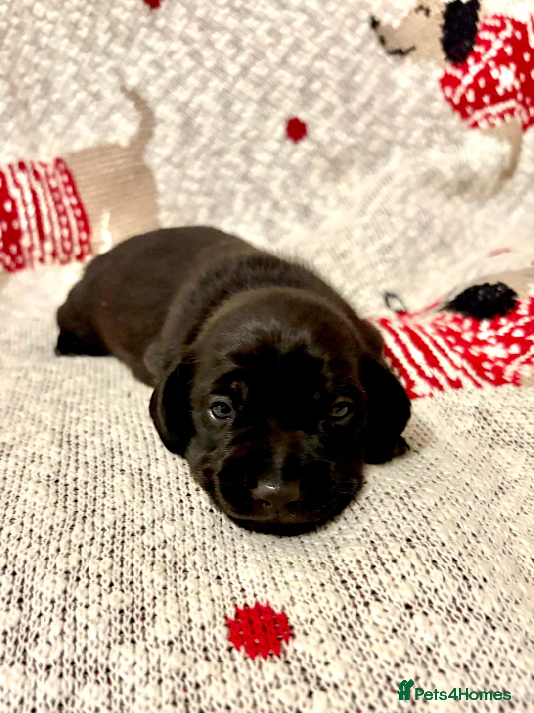 Dachshund dogs for sale: Miniature Smooth Haired Dachshund - Advert 3