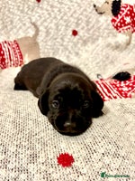 Dachshund dogs Miniature Smooth Haired Dachshund - Advert 5