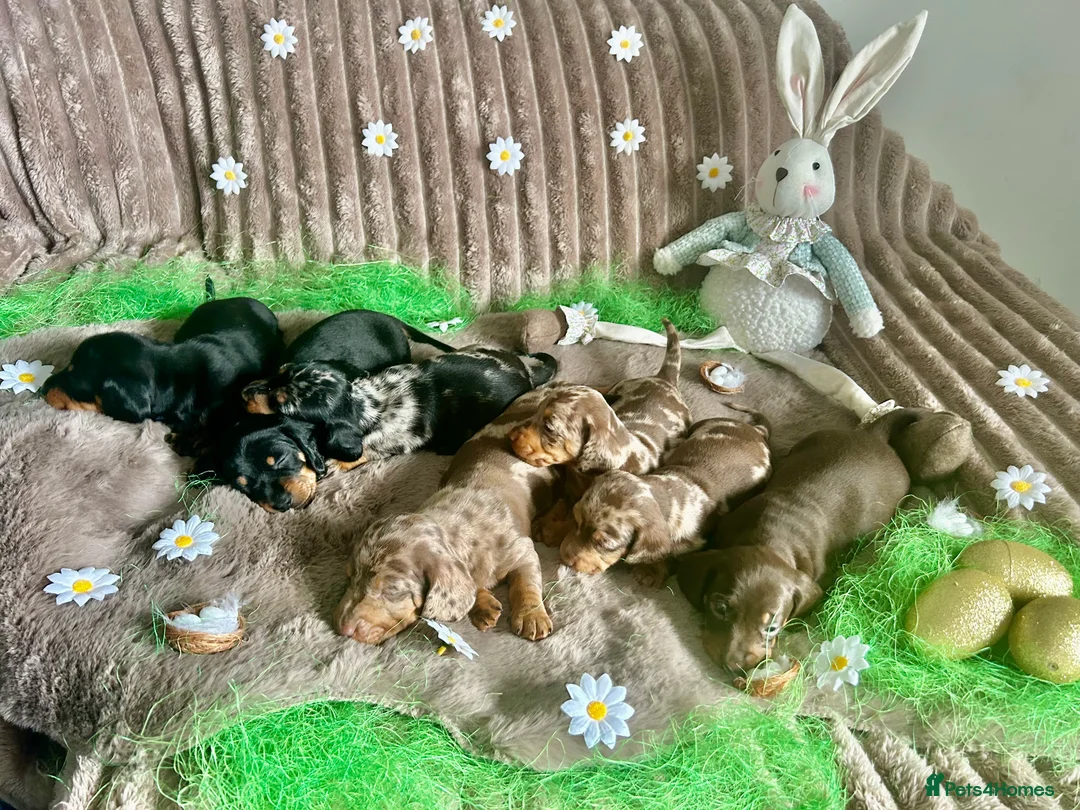Dachshund dogs for sale: Dachshund Puppies   - Advert 1