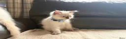 Ragdoll cats for sale: Six beautiful ragdoll kittens - Advert 14