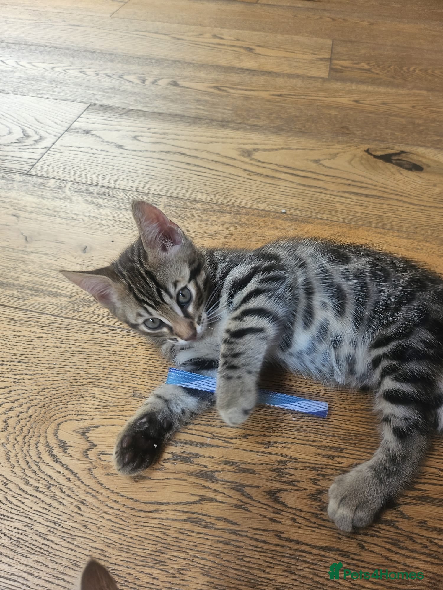Mixed Breed cats Bengal mixed kittens - Advert 4