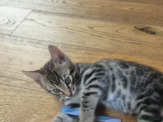 Mixed Breed cats Bengal mixed kittens - Advert 4
