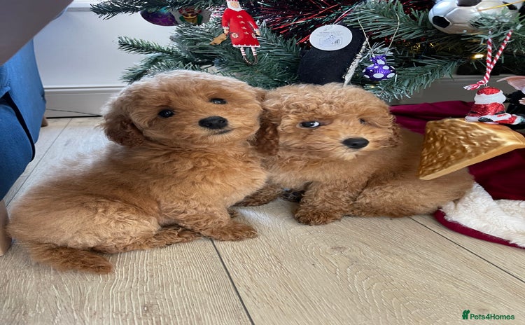 Miniature Poodle dogs Miniature poodles *ready to leave* - Advert 14