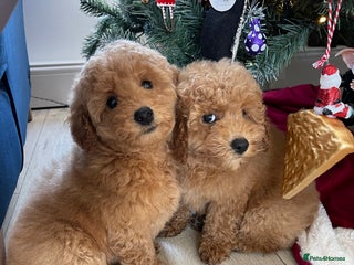 Miniature Poodle dogs Miniature poodles *ready to leave* - Advert 12