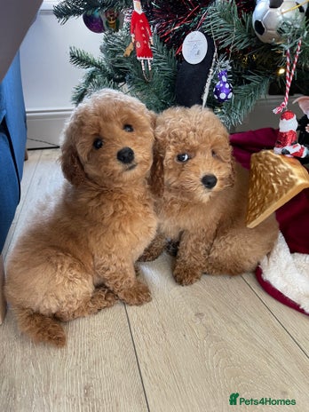 Miniature Poodle dogs Miniature poodles *ready to leave* - Advert 14
