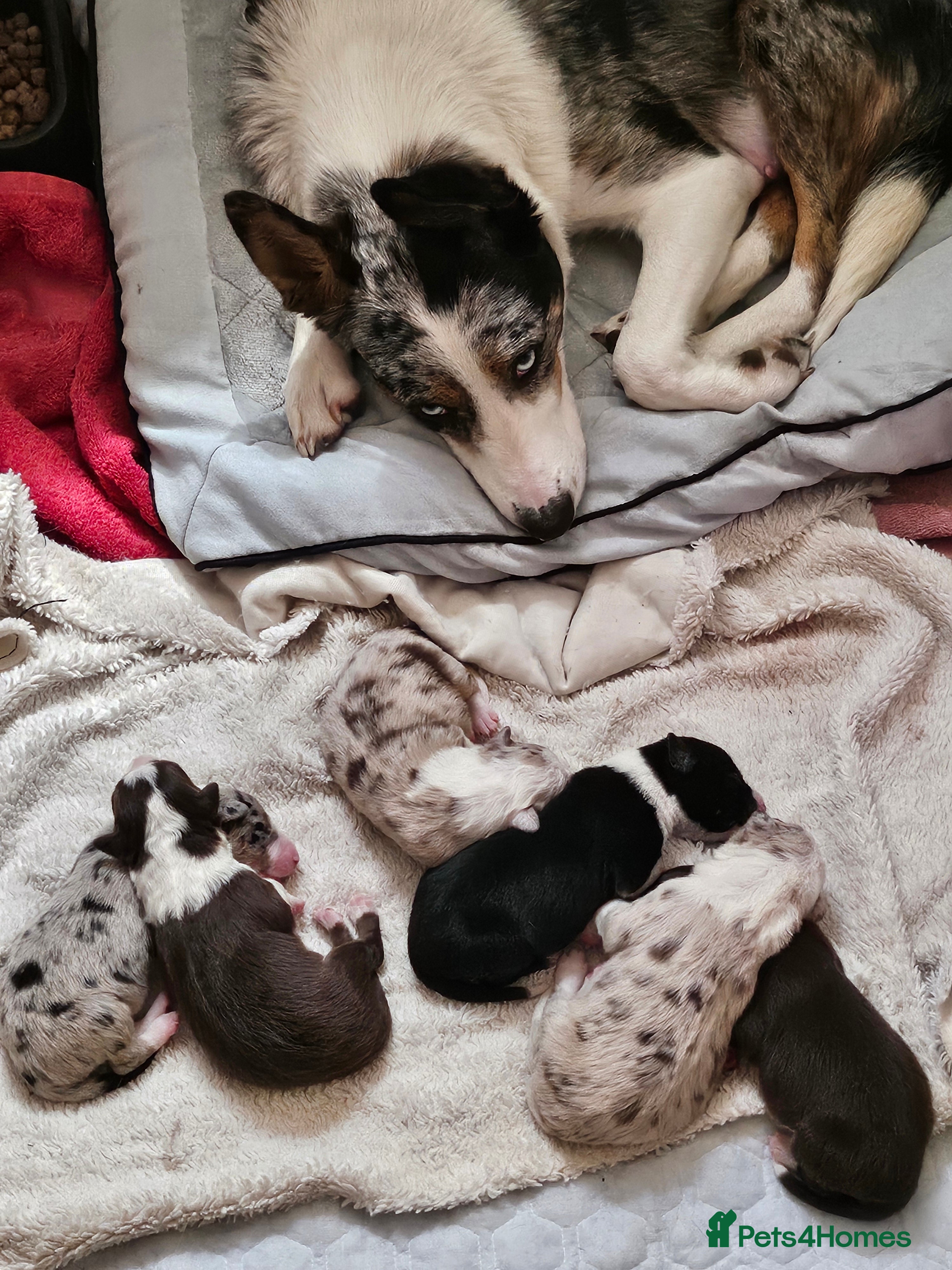 Border Collie dogs Two females, Red Merle and Black and white - Advert 1