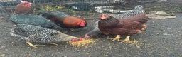 Chickens poultry for sale: X4 Egg laying hens - Advert 9