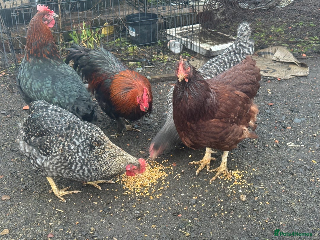 Chickens poultry for sale: X4 Egg laying hens - Advert 9