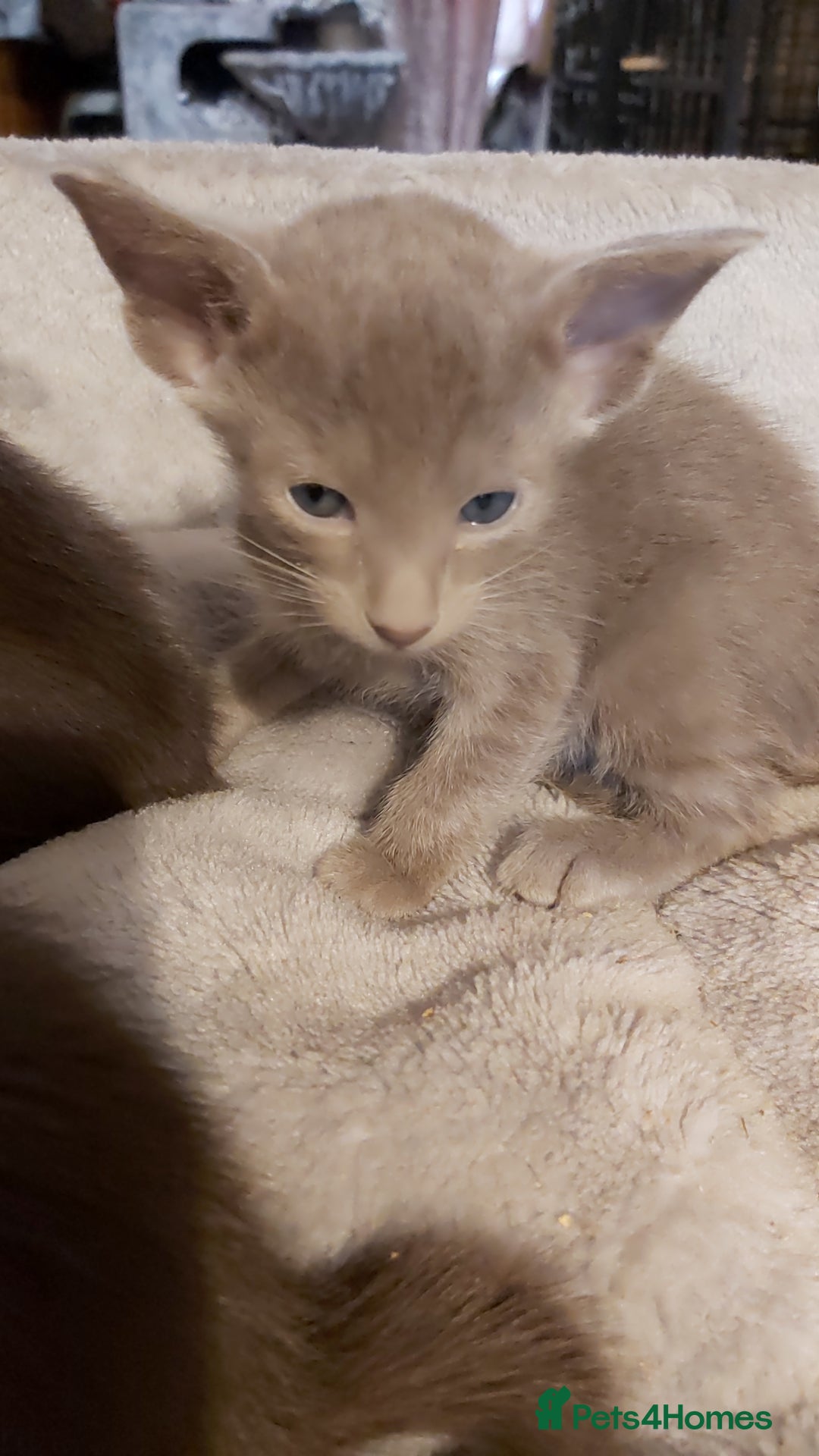 Oriental cats for sale: Full Pedigree Oriental 3 Kittens XL size ears GCCF - Image 33