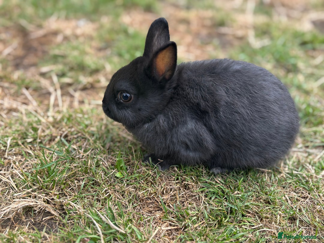 Netherland Dwarf rabbits for sale: Trio Netherland Dwarf Boys - Image 8