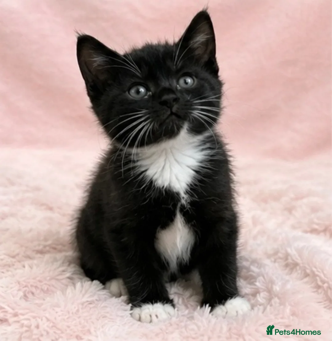 European cats for sale: Kittens  - Advert 11