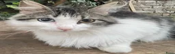 Mixed Breed cats for sale: 9 weeks old beautiful kitten  in Orpington - Advert 19