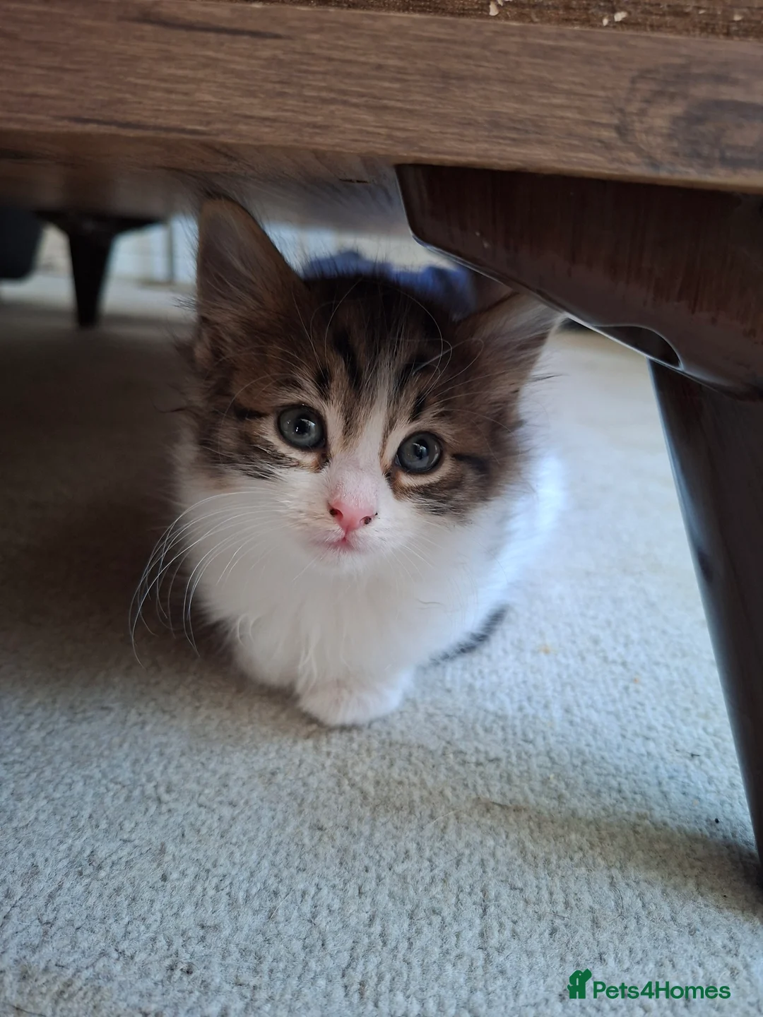 Mixed Breed cats for sale: Female kitten - Advert 13