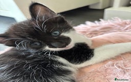 Mixed Breed cats for sale: Stunning litter of 7 kittens - Image 2