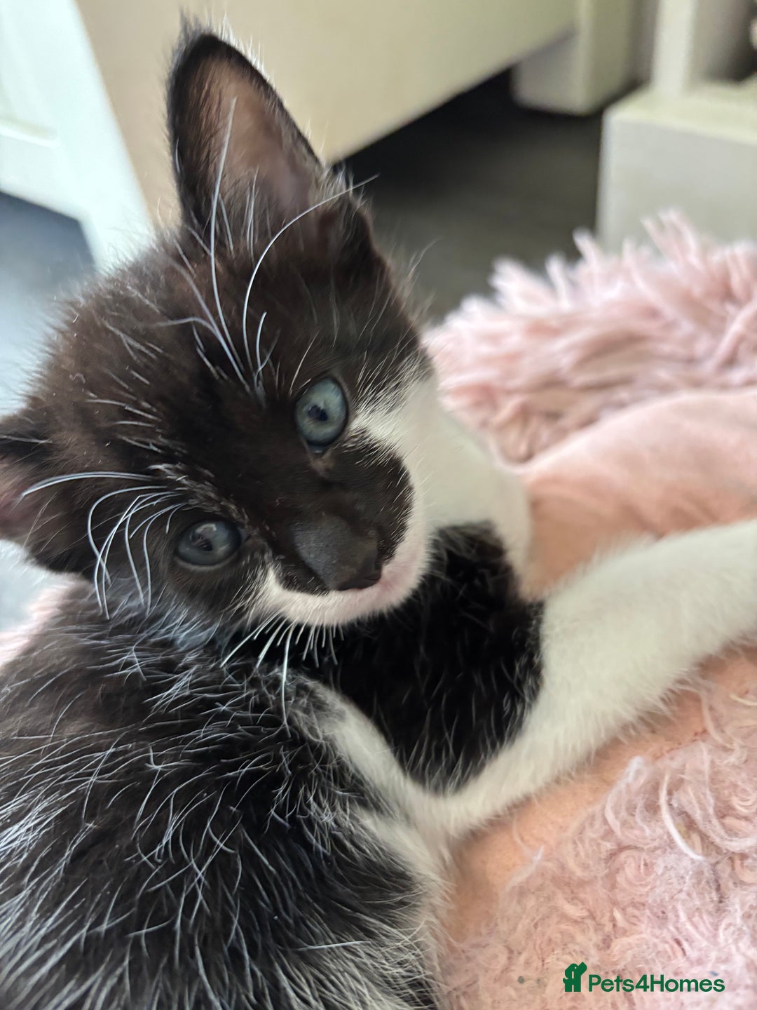 Mixed Breed cats for sale: Stunning litter of 7 kittens - Image 2