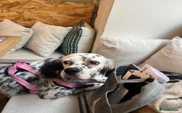 English Setter dogs for adoption: Ruby and Ellie - 2.5 years old | Female Setters - Image 20