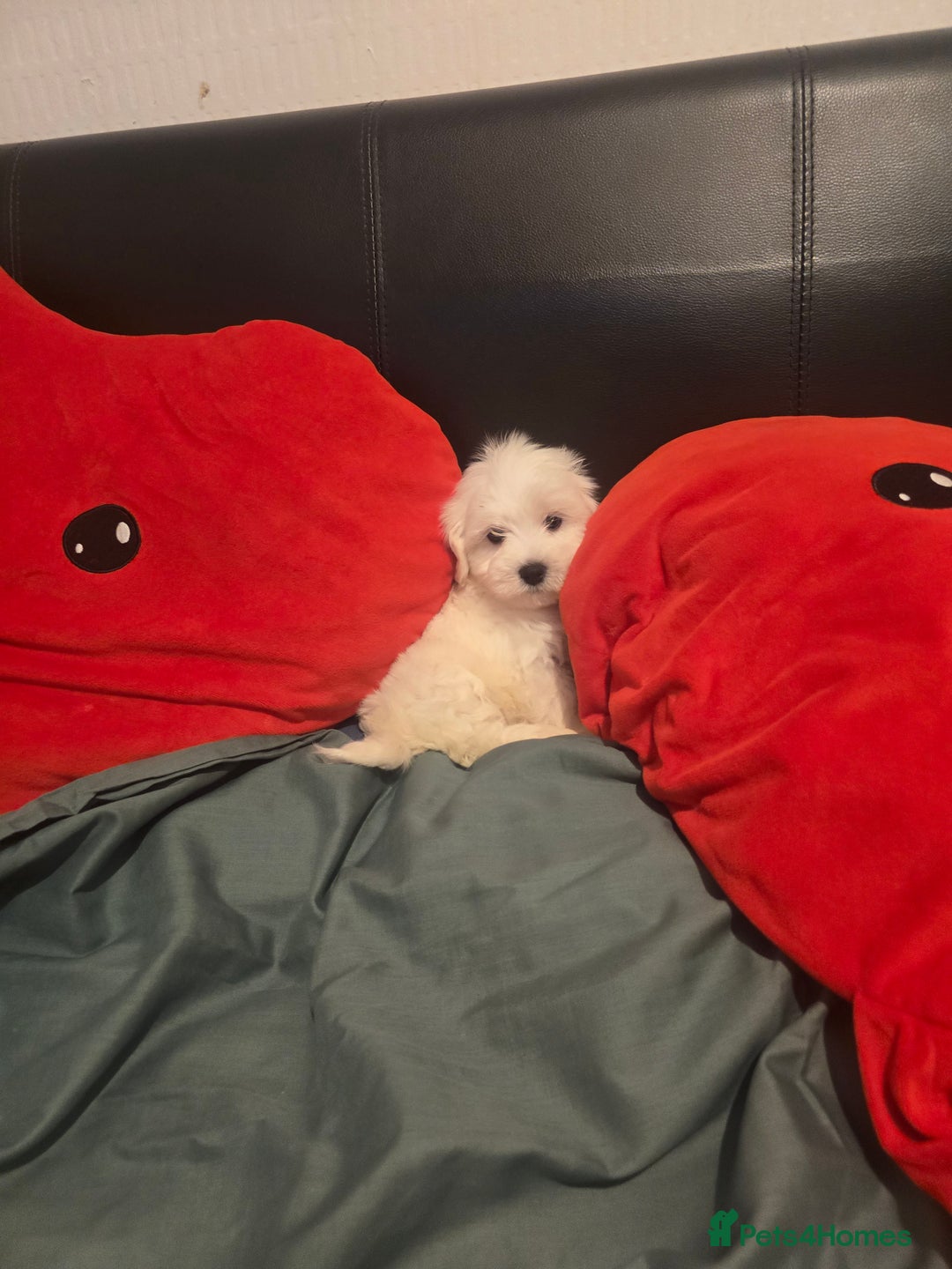 Maltese dogs for sale: Fully vaccinated💫Tiny Maltese! 1 boy left💫 - Advert 8