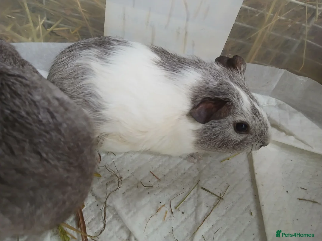 Guinea Pig rodents for sale: Baby Boar Guinea Pigs for Sale - Advert 3